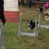 foire-haricots 2011-09-17et18